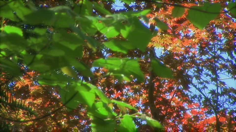 Japanese maple pan 2 spring HD Stock Footage 310332