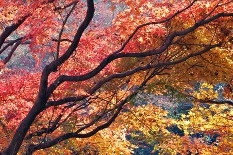 Japanese maple Stock-Fotos