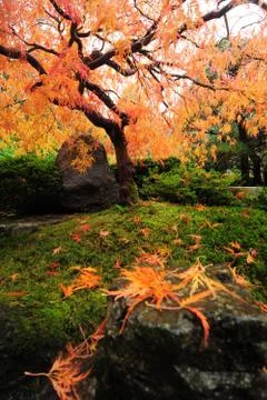 Japanese maple Stock Photos