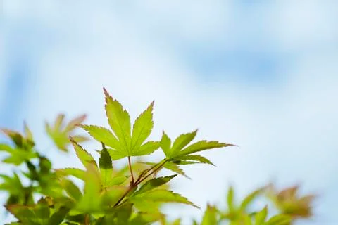 Japanese maple Stock Photos