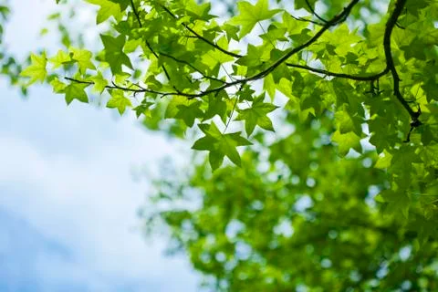 Japanese maple Stock Photos