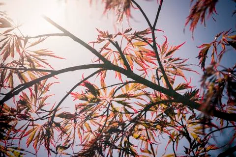Japanese maple Stock Photos