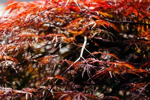 Japanese maple Stock Photos