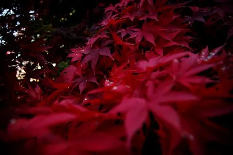 Japanese Maple 스톡 사진