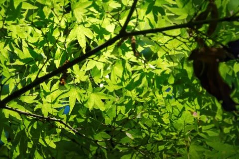 Japanese maple Foto stock