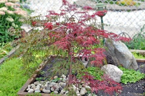 Japanese maple Foto stock