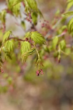 Japanese Maple Stock Photos