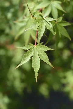 Japanese Maple Stock Photos