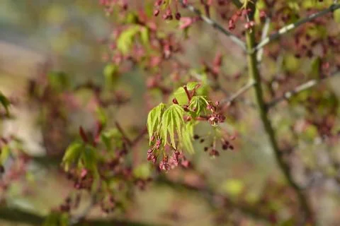 Japanese Maple Stock Photos