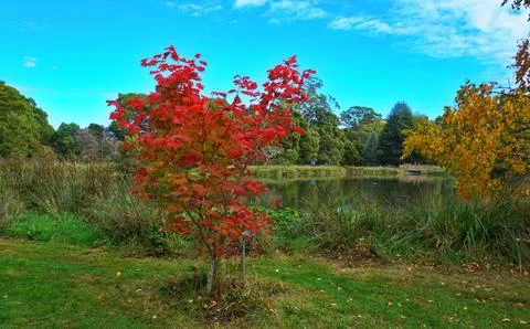 Japanese Maple 写真素材