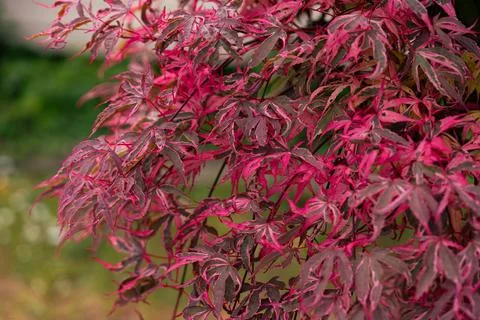 Japanese maple 스톡 사진