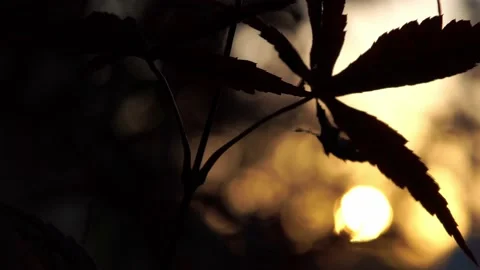 Japanese Maple Slow 스톡 동영상 143297657