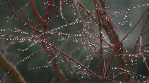 Japanese maple snow 動画素材 21944911