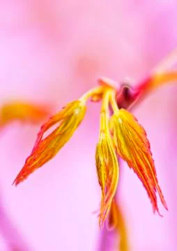 Japanese maple in spring Stock Photos