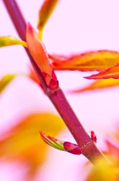 Japanese maple in spring Stock Photos