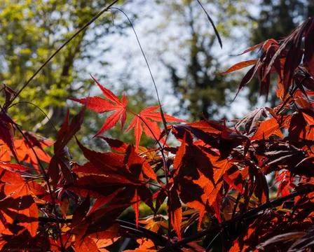 Japanese maple in spring Stock Photos