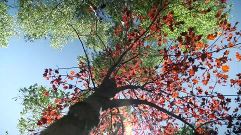 Japanese maple with sun shining through in wind Stock Footage 132528902