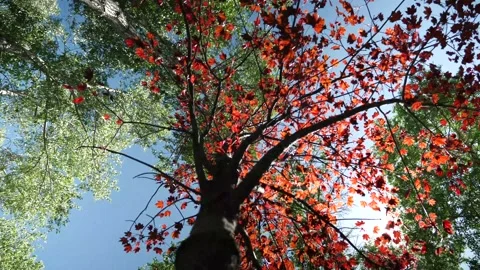 Japanese maple with sun shining through in wind Stock Footage 132529386