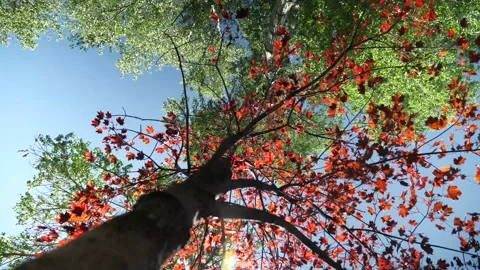Japanese maple with sun shining through in wind Video stock 132529484