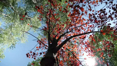 Japanese maple with sun shining through in wind Stock Footage 132531103