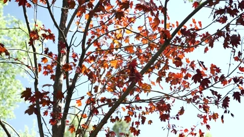 Japanese maple with sun shining through in wind Stock Footage 132531441