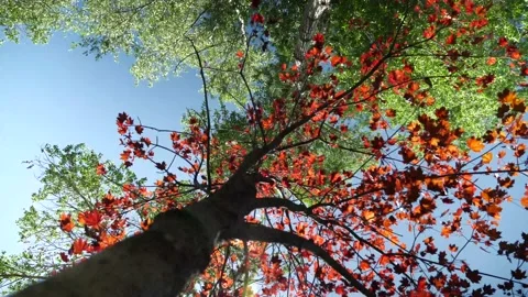 Japanese maple with sun shining through in wind Stock Footage 132532631