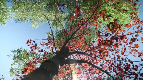 Japanese maple with sun shining through in wind Stock Footage 132533165