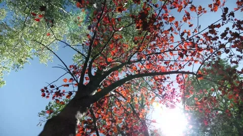 Japanese maple with sun shining through in wind Stock Footage 132533541