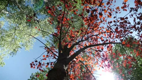 Japanese maple with sun shining through in wind Stock Footage 132534256