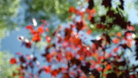 Japanese maple with sun shining through in wind Stock Footage 132536466