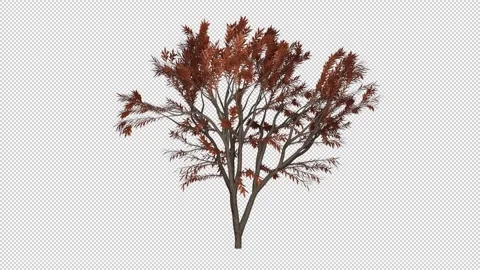 Japanese Maple Tree Animation with Alpha Channel Video stock 232451130