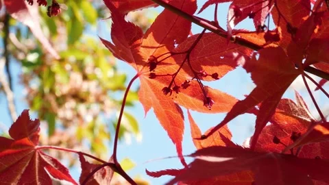 Japanese Maple tree blossom Video stock 177488046