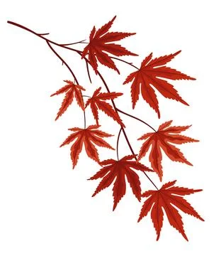 Japanese maple tree branch with red autumn leaves on white background Stockillustratie