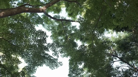 Japanese Maple Tree Canopy Stock Footage 106952108