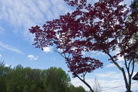 Japanese Maple Tree with Dark Red Leaves Stock Photos