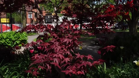 A Japanese maple tree with deep red foliage stands in a public garden near some Stock Footage 336133139