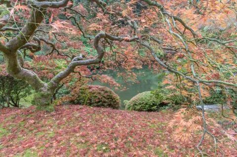 Japanese Maple tree in the fall Stockfoto's