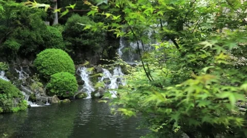 Japanese maple tree Stock Footage 55649135