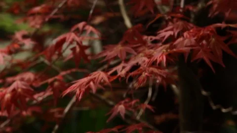 Japanese Maple Tree Stock Footage 73106340