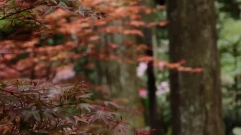 Japanese Maple Tree Stock Footage 73106505