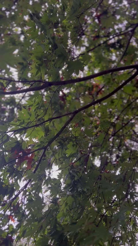 Japanese Maple Tree Stock Footage 287648010