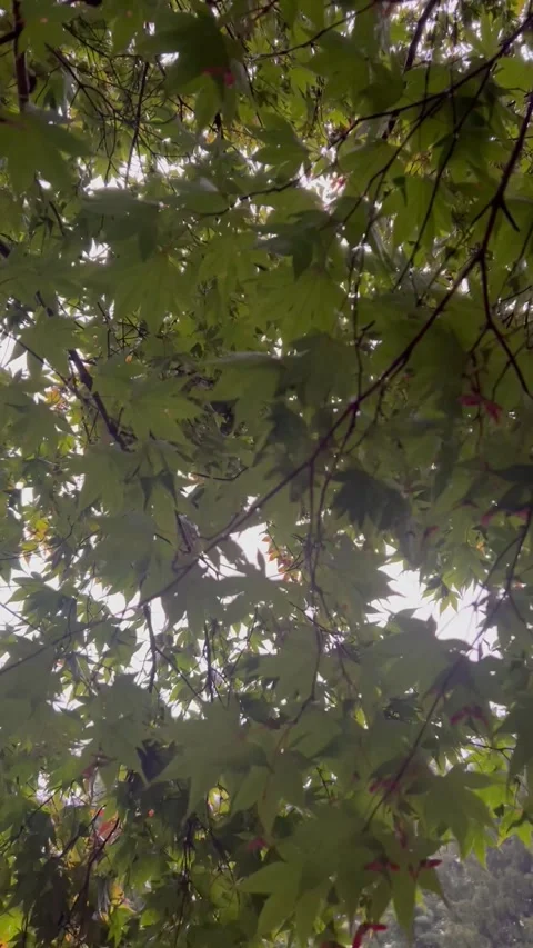 Japanese Maple Tree Stock Footage 287648011