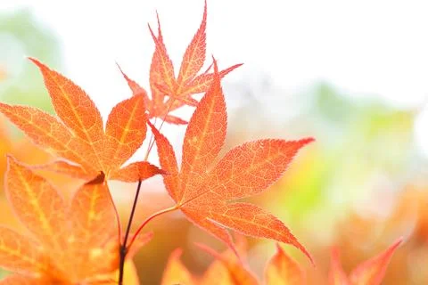 Japanese maple tree leaves background.. Stock Photos