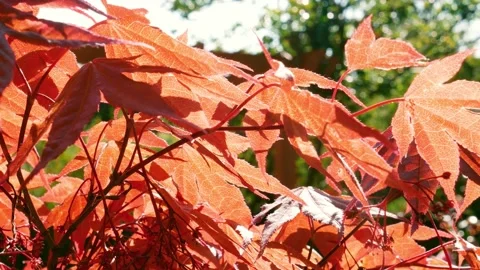 Japanese Maple tree leaves Stock Footage 177489115