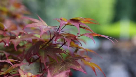 Japanese maple tree leaves gently swaying Stock Footage 340003863
