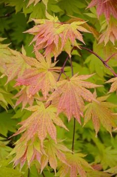 Japanese maple tree leaves Foto stock