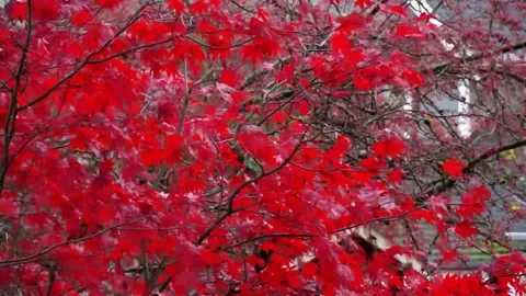 Japanese maple tree leaves in the wind Stock Footage 165245634