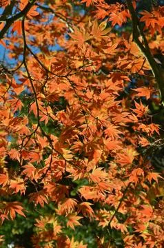 Japanese maple tree Foto stock