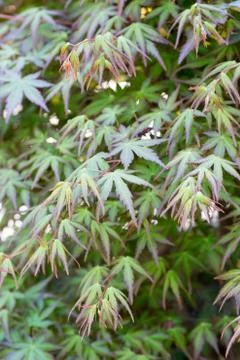 Japanese maple tree Stock Photos