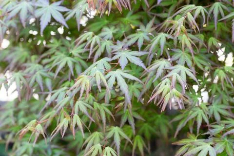 Japanese maple tree Stock Photos
